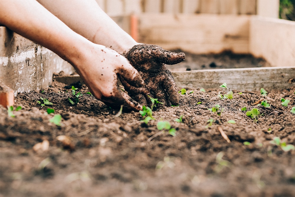 Home-grown food starts at your seed library