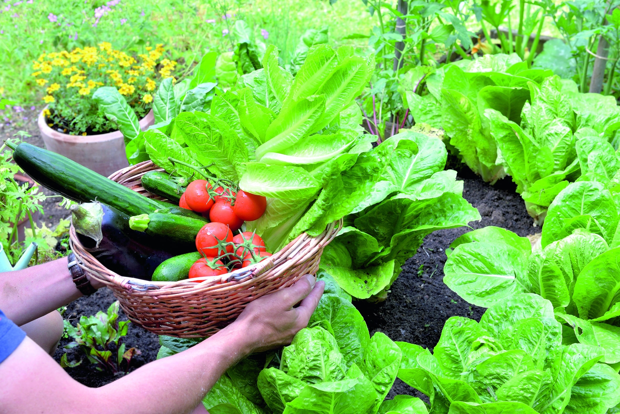 The Edible Gardener