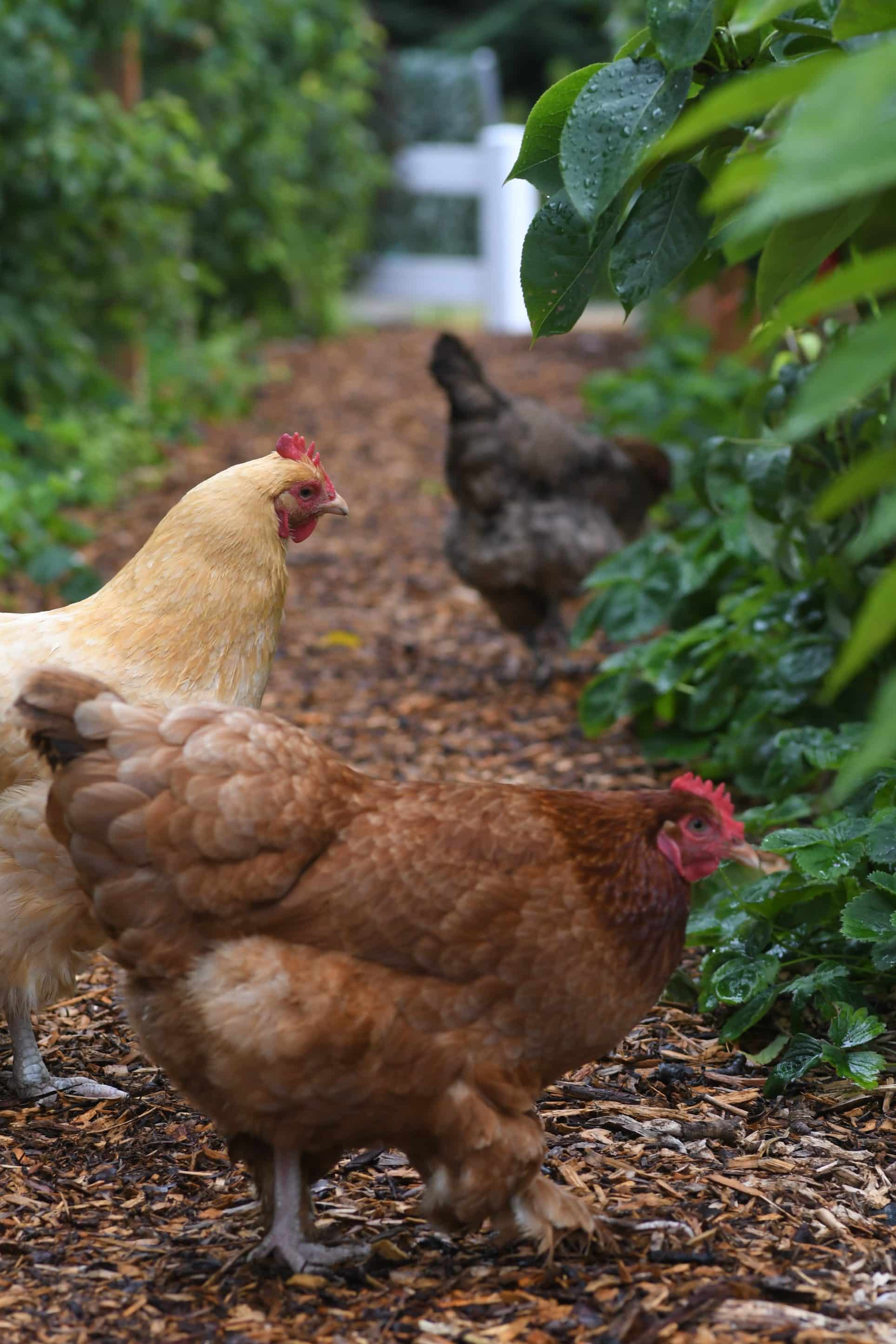 The Edible Gardener