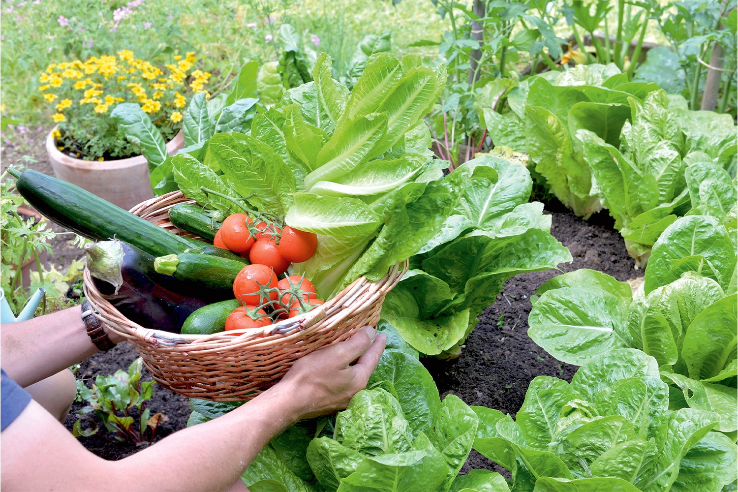 The Edible Gardener