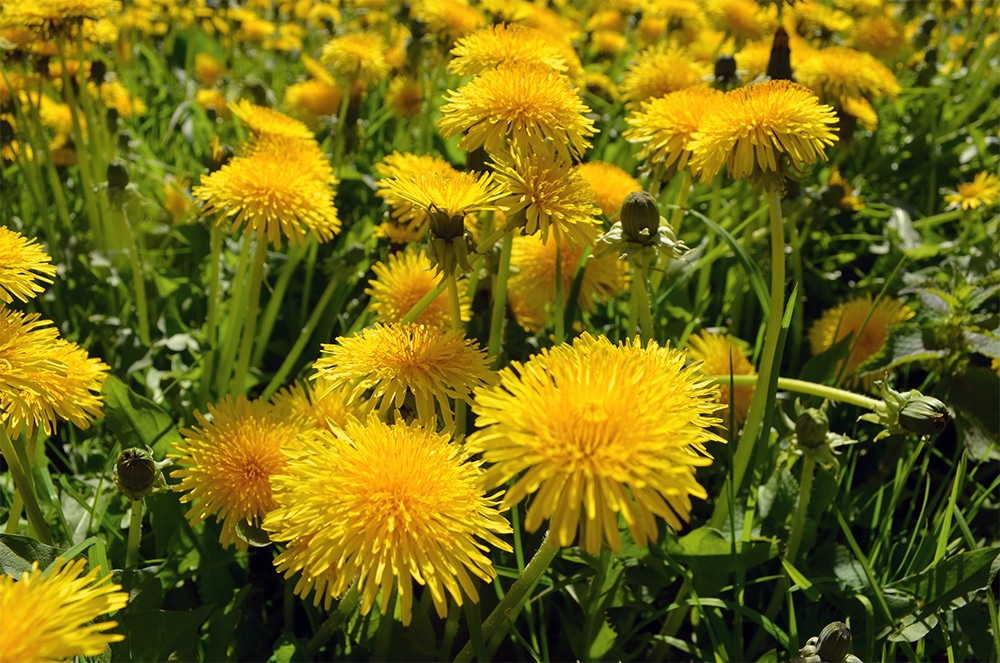 The Edible Gardener