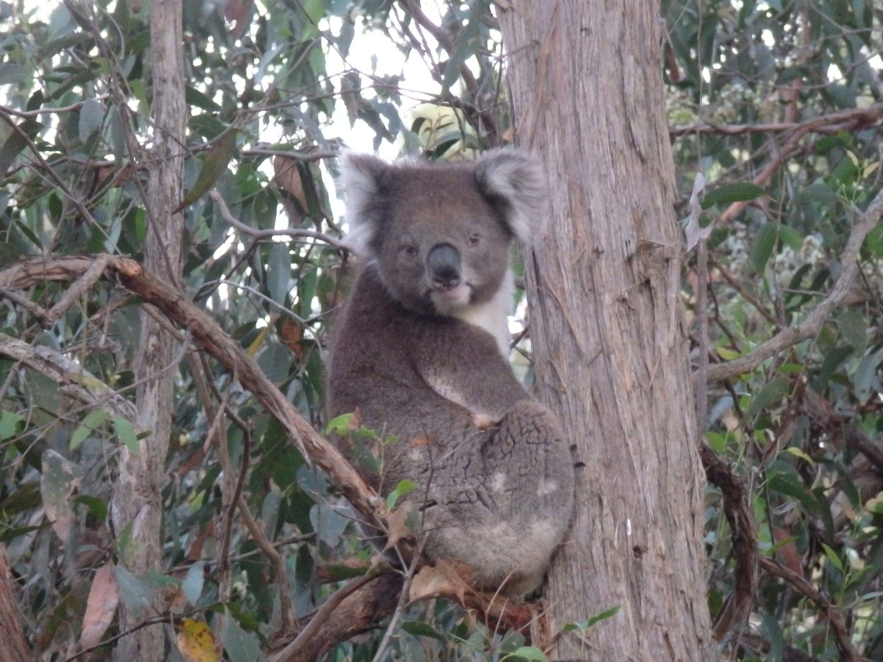 Group gets planting to help save our koalas