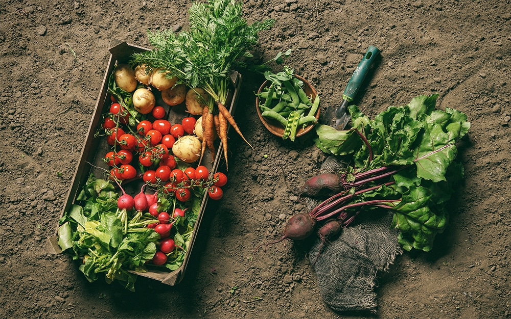 The Edible Gardener