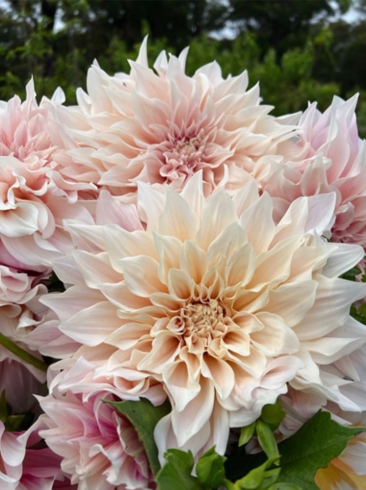 See gorgeous peonies in our new display garden