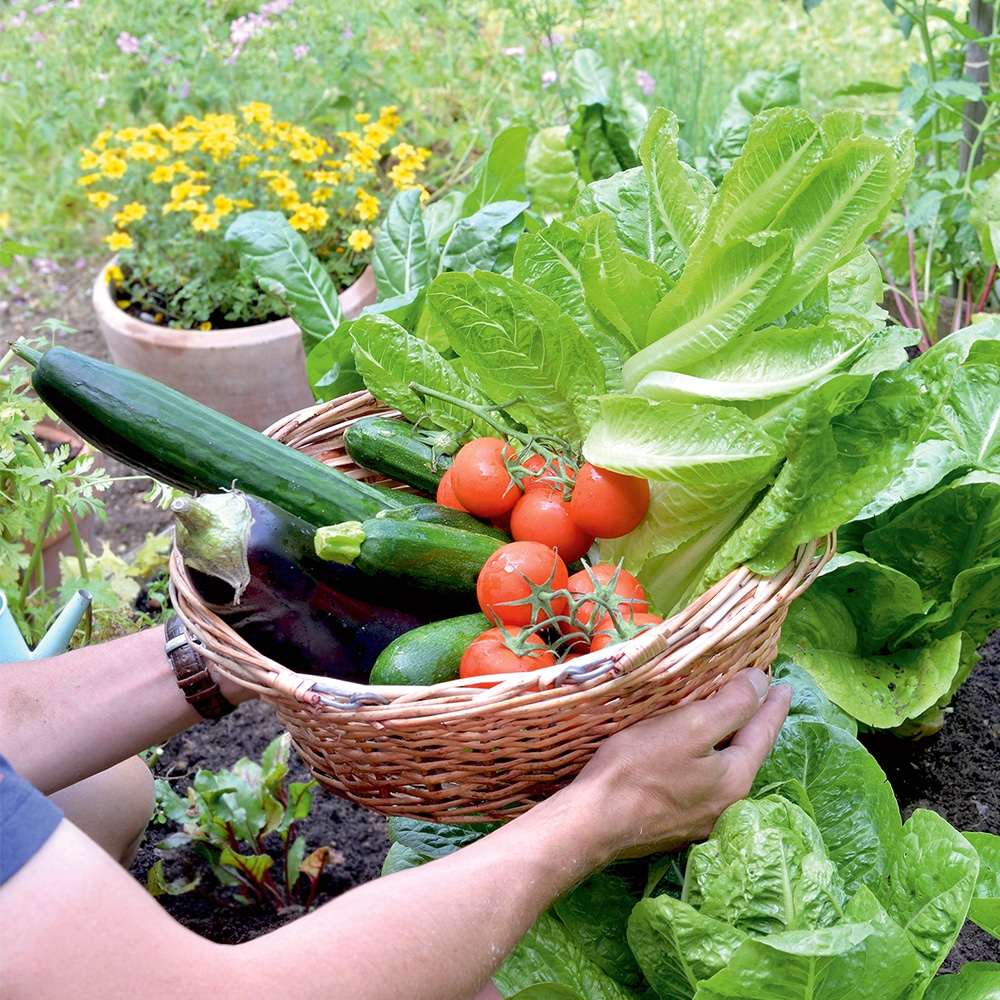 The Edible Gardener