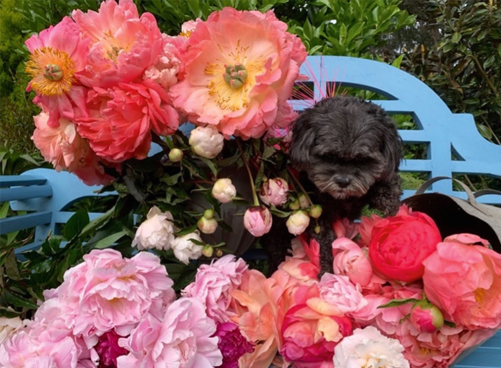 See gorgeous peonies in our new display garden