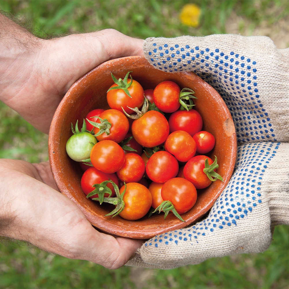 The Edible Gardener