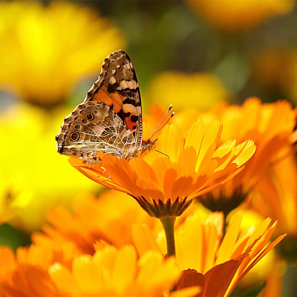 The Edible Gardener