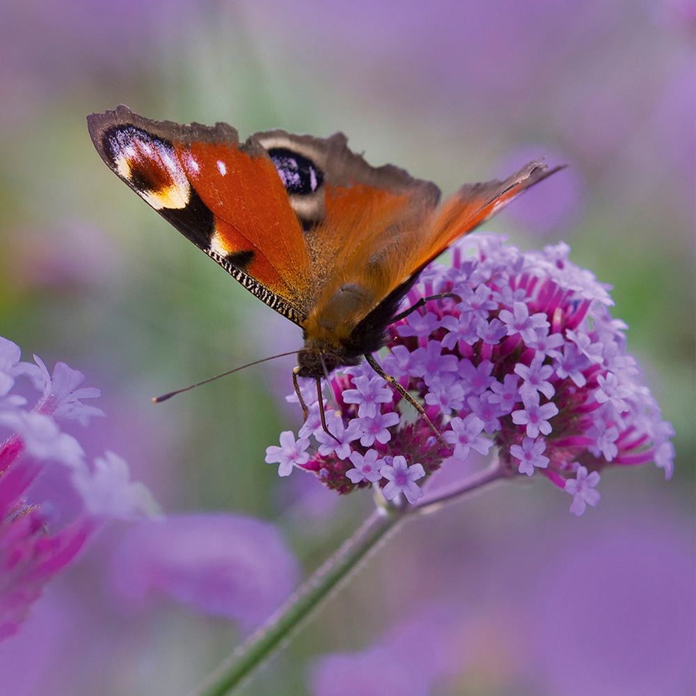 The Edible Gardener